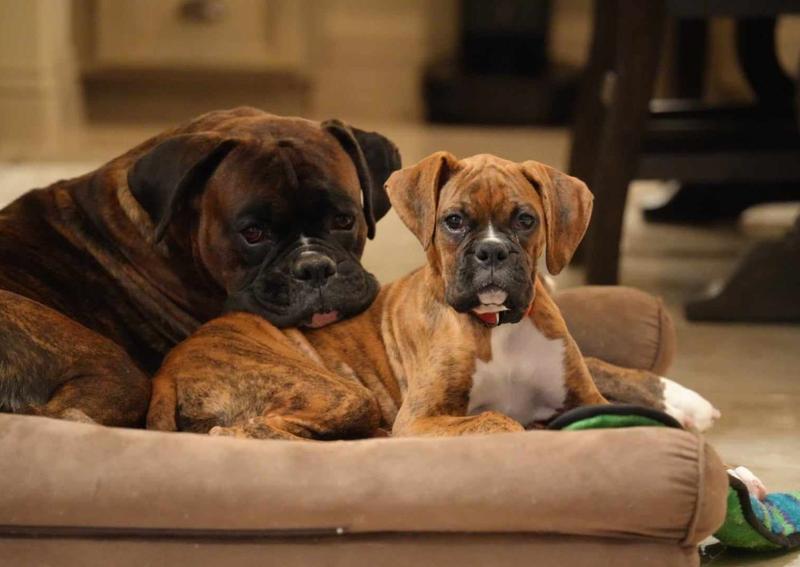 Carousel Slide 6: Year-round canine care in Tacoma