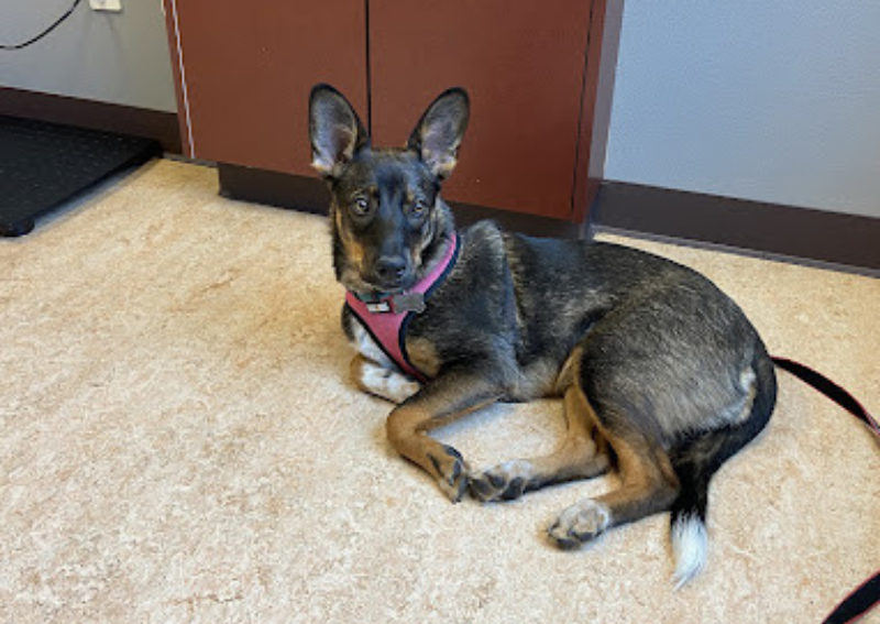 Carousel Slide 8: Happy boy at Commencement Bay Animal Hospital