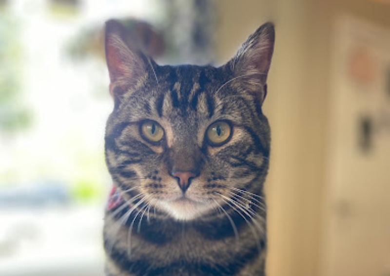 Carousel Slide 5: Feline friends welcome!